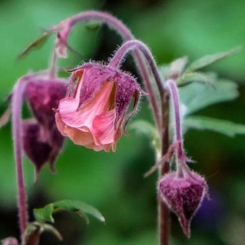 Geum rivale - Water Avens