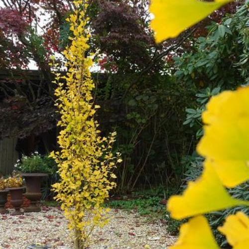 Ginkgo biloba Menhir - Future Forests