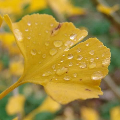 Ginkgo biloba Menhir - Future Forests