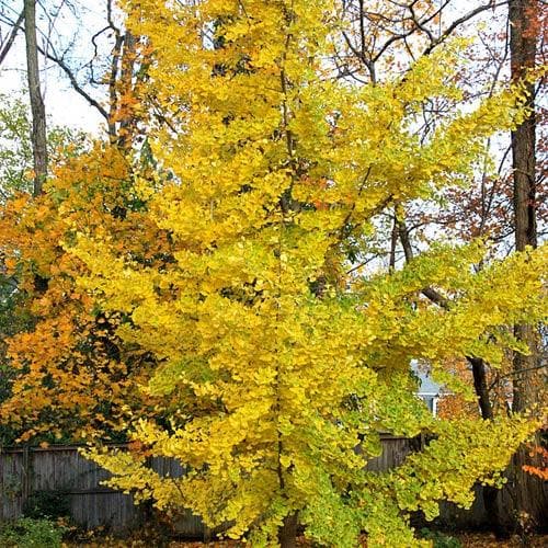 Ginkgo biloba ‘Princeton Sentry’ - Future Forests