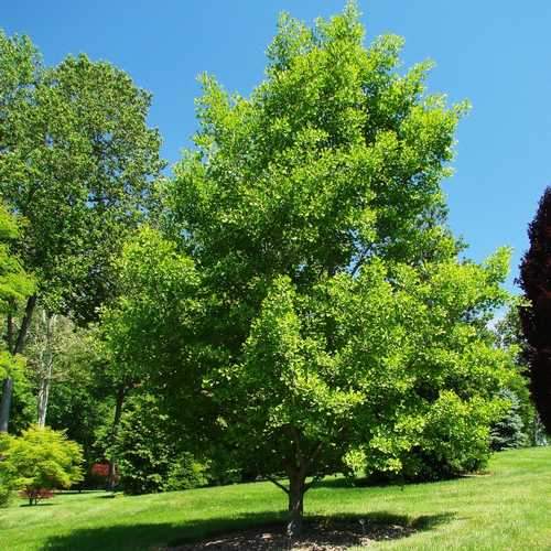 Ginkgo biloba - Maidenhair Tree - Future Forests