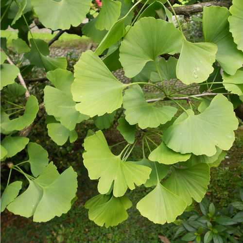 Ginkgo biloba - Maidenhair Tree - Future Forests