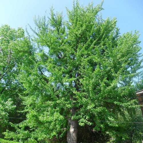 Ginkgo biloba - Maidenhair Tree - Future Forests