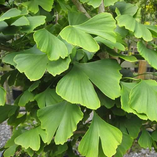 Ginkgo biloba - Maidenhair Tree - Future Forests