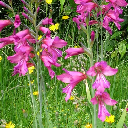 Gladiolus communis ssp. byzantinus - Future Forests