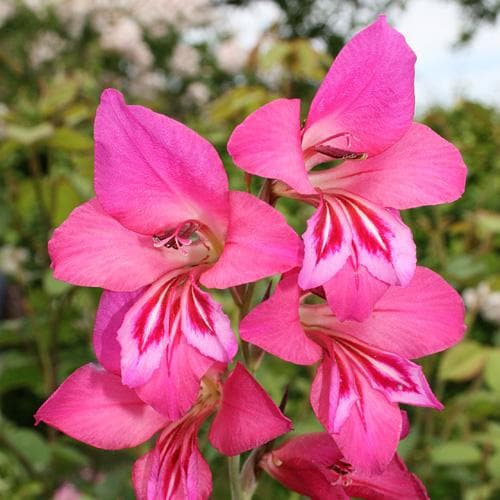 Gladiolus communis ssp. byzantinus - Future Forests