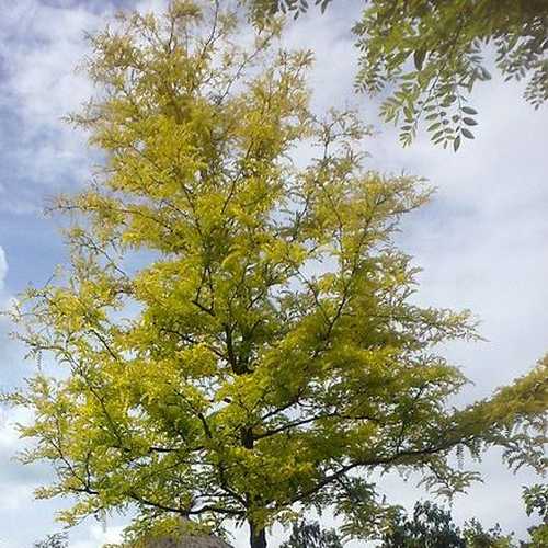 Gleditsia tri Sunburst - Future Forests