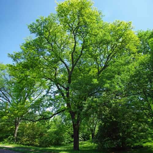 Gleditsia tri Sunburst - Future Forests