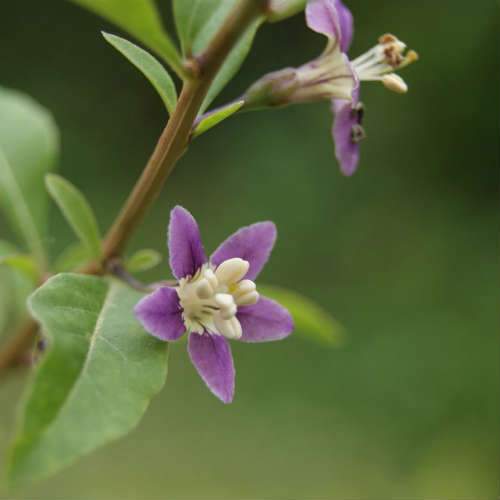 Goji Berry - Future Forests