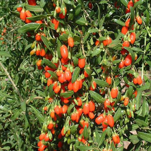 Goji Berry - Future Forests