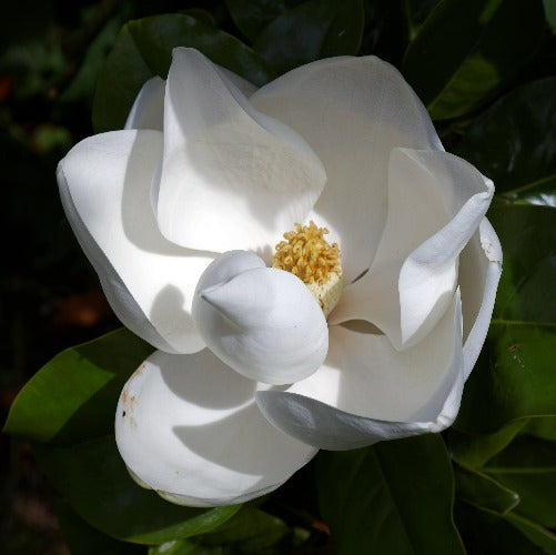 Magnolia grandiflora Goliath