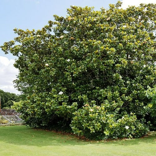 Magnolia grandiflora Goliath