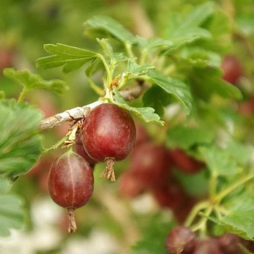 Gooseberry Hinnonmaki Red - Future Forests