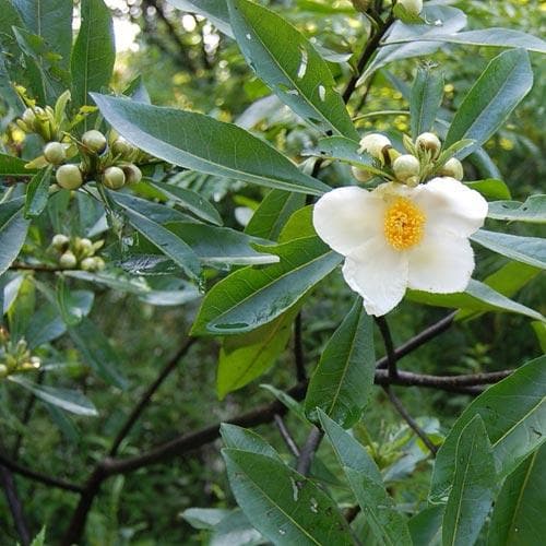 x Gordlinia grandiflora