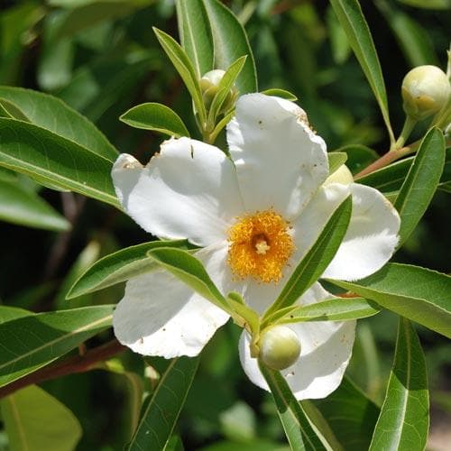 x Gordlinia grandiflora