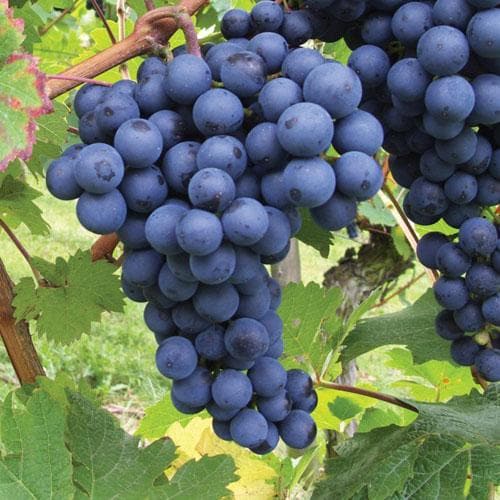 Grape Boskoop Glory - Indoor or Outdoor, Almost Seedless - Future Forests