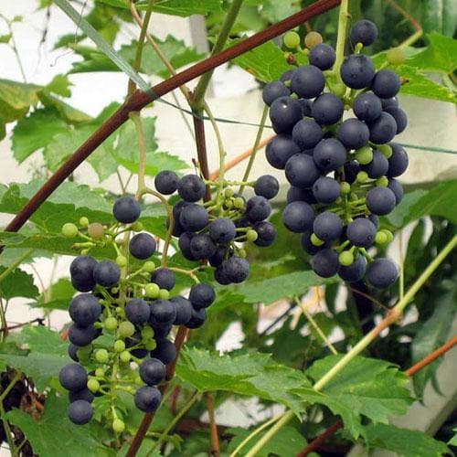 Grape Boskoop Glory - Indoor or Outdoor, Almost Seedless - Future Forests