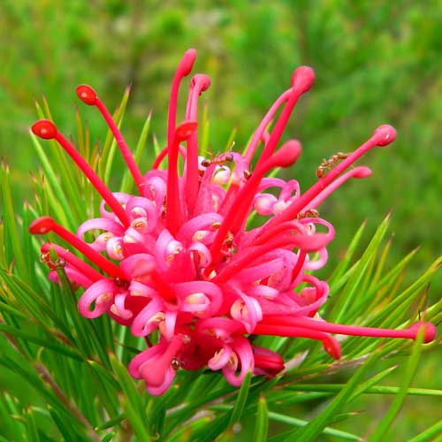 Grevillea rosmarinifolia Canberra Gem