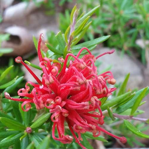 Grevillea rosmarinifolia Canberra Gem