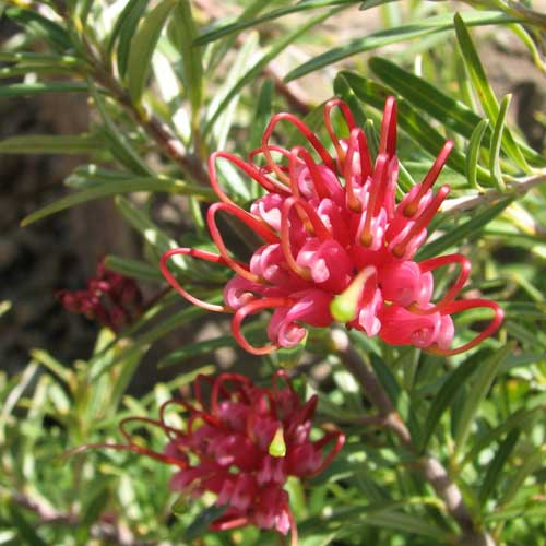 Grevillea rosmarinifolia Canberra Gem