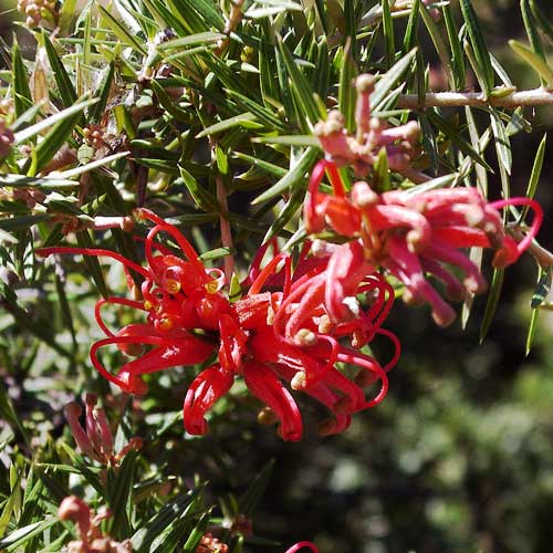 Grevillea rosmarinifolia Canberra Gem