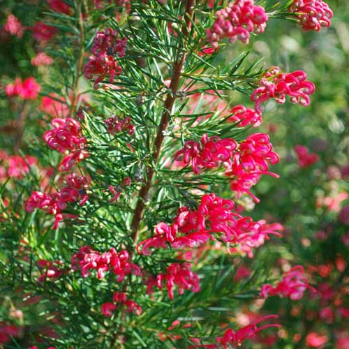 Grevillea rosmarinifolia Canberra Gem