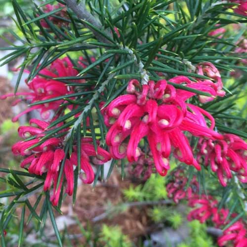 Grevillea rosmarinifolia Canberra Gem