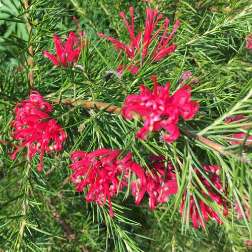 Grevillea rosmarinifolia Canberra Gem