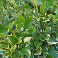 Griselinia littoralis Variegata Pot | 2L