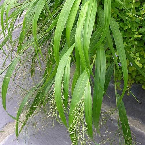 Hakonechloa macra