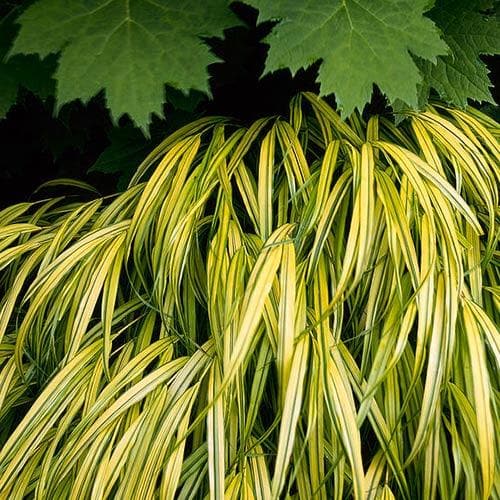 Hakonechloa macra Aureola