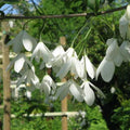 Halesia carolina - Future Forests