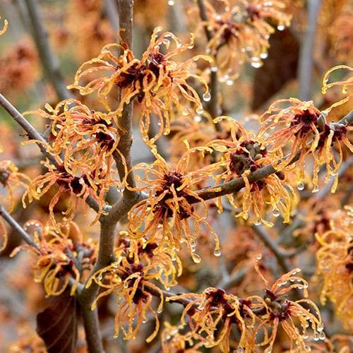 Hamamelis x intermedia Jelena