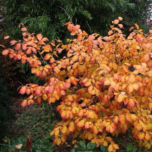 Hamamelis x intermedia Arnold Promise