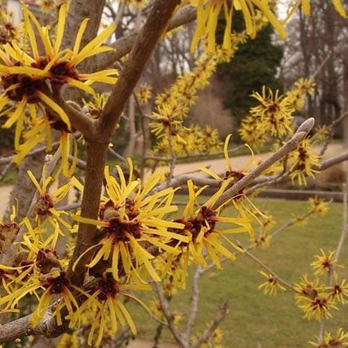 Hamamelis x intermedia Arnold Promise