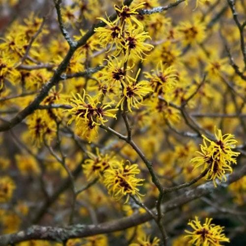 Hamamelis x intermedia Arnold Promise