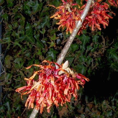 Hamamelis x intermedia Diane