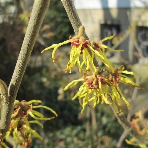 Hamamelis virginiana