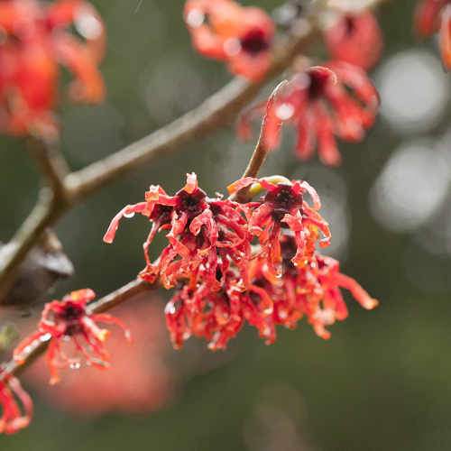 Hamamelis x intermedia Diane