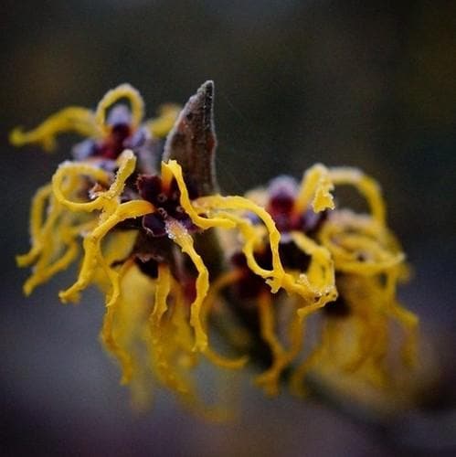 Hamamelis x intermedia Ripe Corn