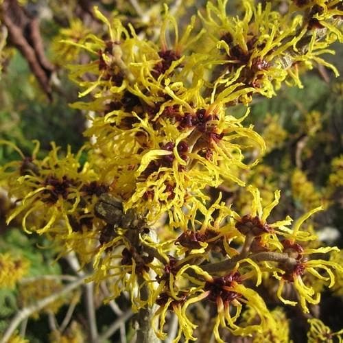 Hamamelis x intermedia Ripe Corn