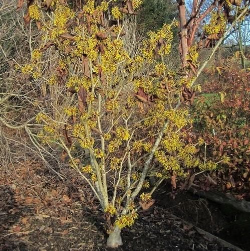 Hamamelis x intermedia Ripe Corn