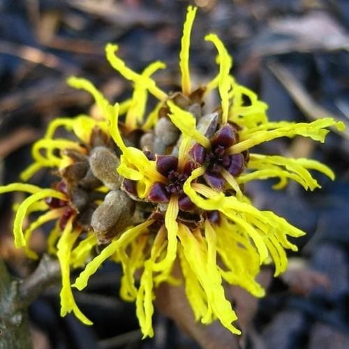 Hamamelis x intermedia Ripe Corn