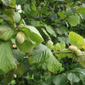 Cobnut - Corylus avellana Cosford Cob Bareroot | 3-4ft