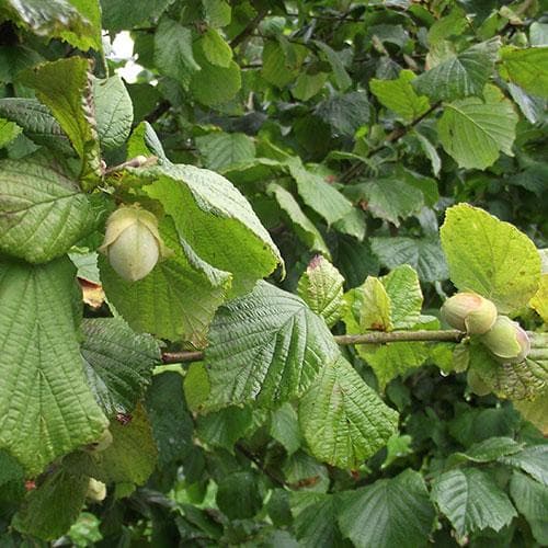 Cobnut - Corylus avellana Cosford Cob Bareroot | 3-4ft