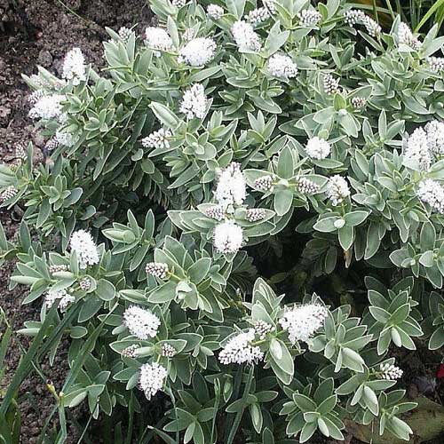 Hebe buxifolia Nana