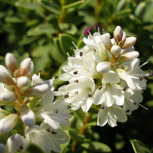 Hebe pinguifolia Sutherlandii