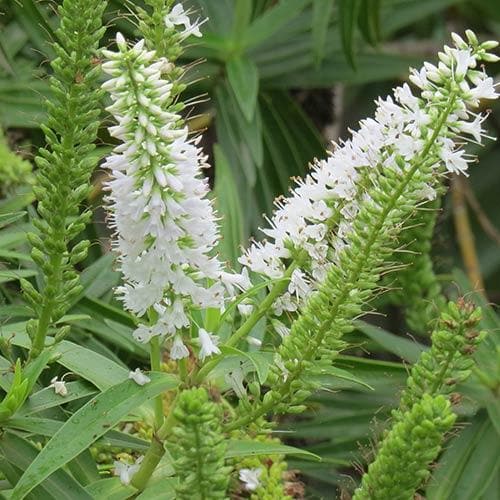 Hebe salicifolia