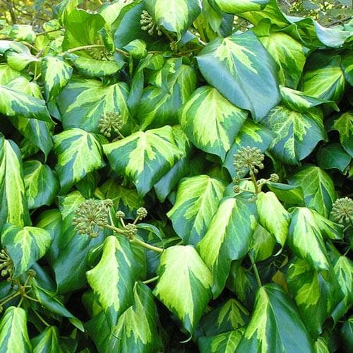 Hedera colchica Paddy’s Pride (Sulpher Heart)