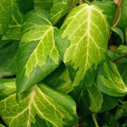 Hedera colchica Paddy’s Pride (Sulpher Heart)